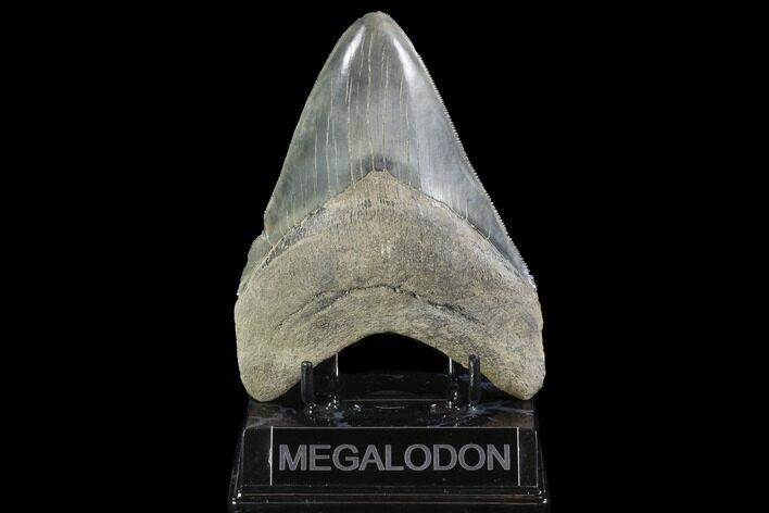 Serrated, Fossil Megalodon Tooth - Georgia #95487